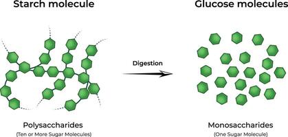 Starch Digestion Breakdown of Polysaccharides into Glucose Molecules Illustration vector