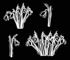 Hand drawn snowdrops bouquets. White outline and colored fill of beautiful winter flowers isolated on a black background. Illustrations set for online and print projects. vector