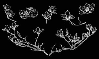 White line art magnolias on branches or in bloom. hand drawn illustrations set of spring flowers on black background. Elegant sketchy doodles of beautiful flowers. Graphic assets for print, web vector
