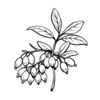 Intricate berry branch illustration detailed botanical line art with leaves and stems vector