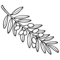 Outline drawing of olive branch with leaves and olives, black and white illustration vector