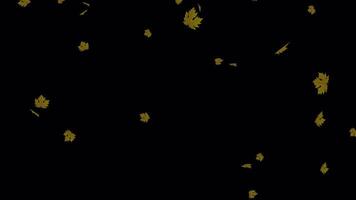 Endless Maple Leaves Fall - Autumn Canopy Loop video