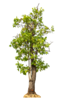 Real trees with green leaves, tree on transparent background. with clipping path and alpha channel, high resolution png