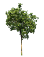 Green Trees Isolated on transparent Backgroundand foliage in summer with cut path and alpha channel, high resolution. png