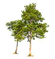 green trees isolated on transparent background with clipping path and alpha channel, high resolution png