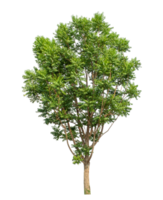 Isolated single tree green on transparent Backgroundand foliage in summer with cut path and alpha channel, high resolution. png