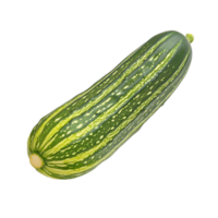 Striped cucumber on a Transparent background showcasing its vibrant green and yellow colors, striped cucumber isolated on background png