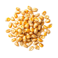 Cornseeds displayed in bright yellow hues against a Transparent background for agricultural use, Cornseeds isolated on background png