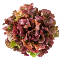 Fresh red oak lettuce displayed against a clean Transparent background for culinary use in healthy dishes, Red oak lettuce on background png