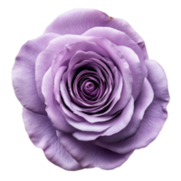 Violet rose flower with a single petal on a clean Transparent background showcasing natural beauty, single petal violet rose flower isolated on background png