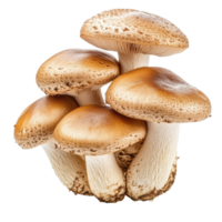 Fresh mushrooms gathered together on a clean Transparent background displaying natural textures and colors, mushrooms isolated on aisolated on background png