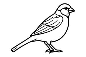 Sparrow Line Art Delicate Bird Sketch for Nature Designs vector