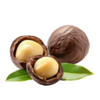 Macadamia nuts and their green leaves isolated on a Transparent background, macadamia nuts with leafisolated on background png