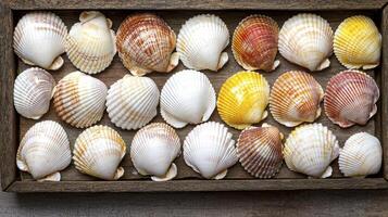 Colorful Seashells in Rustic Wooden Box photo