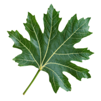 Papaya leaf isolated on Transparent background showcasing its vibrant green color and unique shape, papaya leaf tropical isolated on background png