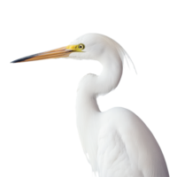 Lonely white egret standing gracefully against a minimalistic Transparent background highlighting its elegance and beauty, Closeup a lonely white egret on a background png