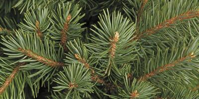 The needles of the tree photo