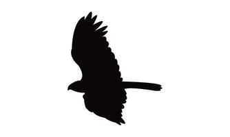 Flying African marsh harrier bird Silhouette Design And Illustration. vector