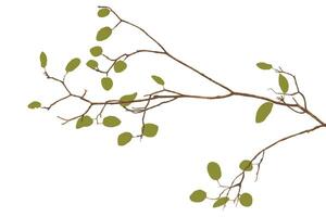 Tree branch with green leaves isolated on white background graphic illustration. vector