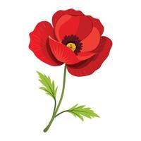 a red poppy flower on a white background vector