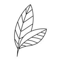 a leaf outline drawing on a white background vector