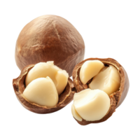 Peeled macadamia nut featuring rich, creamy texture on bright Transparent background, Peeled macadamia nut on background png