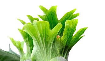 Staghorn fern with bright green and brilliant leaves grows abundantly attached to a tree, showing off its distinctive shape and natural beauty, white isolated photo