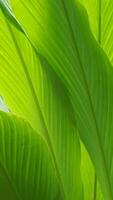 Bright green foliage showcasing intricate details and vibrant hues, capturing nature's beauty and tranquility in stunning detail. photo