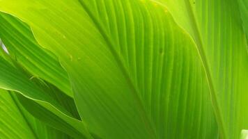 Bright green foliage showcasing intricate details and vibrant hues, capturing nature's beauty and tranquility in stunning detail. The image emphasizes organic textures and fresh environments photo