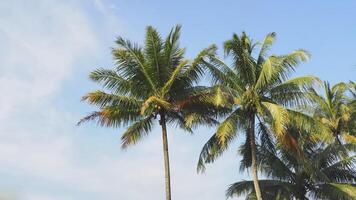 three coconut trees are standing in front of a blue sky photo