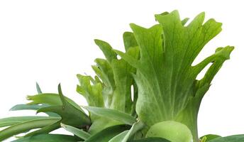 Staghorn fern with bright green and brilliant leaves grows abundantly attached to a tree, showing off its distinctive shape and natural beauty photo