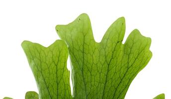 Vibrant Green Staghorn Fern Leaves Growing on a Tree Trunk in Nature photo