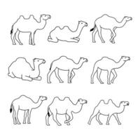 hand draw animal camel on white background vector