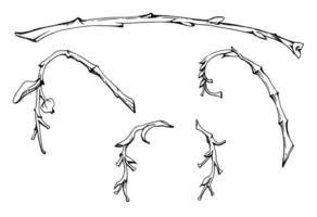 Tree, berry or bush branch twig with no leaves, early spring, late autumn or winter, green stalks, buds. Isolated botanical illustration hand drawn in ink. Wedding, decoupage, florist shop. vector
