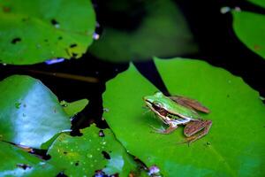 Green Frog on Lily Pad in a Tranquil Pond, Nature Wildlife Photography photo