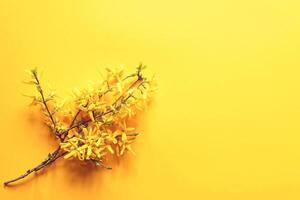 Forsythia tree branch on soft yellow background. photo