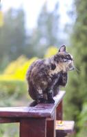 Funny young cat sitting on wooden railing outdoors in countryside photo