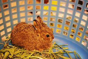 Little scared bunny sitting in basket photo