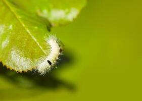 Calliteara pudibunda hairy fluffy caterpillar on a leaf photo