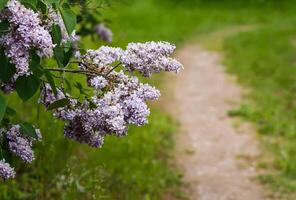 Fragrant purple lilac bush in the spring garden in the countryside. photo