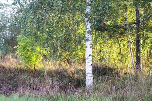 Birch forest at summer. Young growth photo