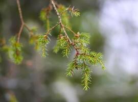 Close-up of the juniper tree. Medicinal evergreen plant. photo