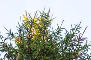 Fir-tree branches with cones close up photo