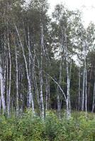 Birch forest at summer. Young growth in countryside photo