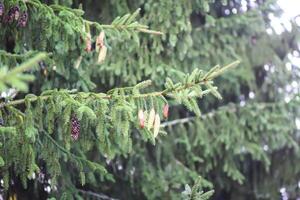 Fir-tree branches close up. Evergreen plant. Wild forest photo