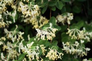 Honeysuckle plant with a white fragrant flowers in spring park photo
