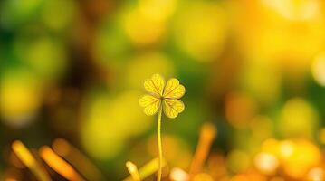 Clover leaves in the forest. St. Patrick's day background. photo