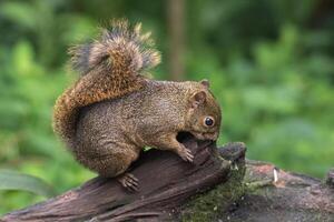 Tree squirrels are the members of the squirrel family Sciuridae photo