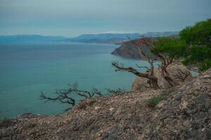 Branches trees on the cliff. Early morning marine landscape. photo