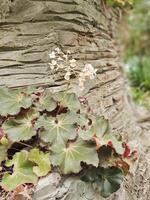 Begonia a plant bloomed on the trunk of a tree. photo
